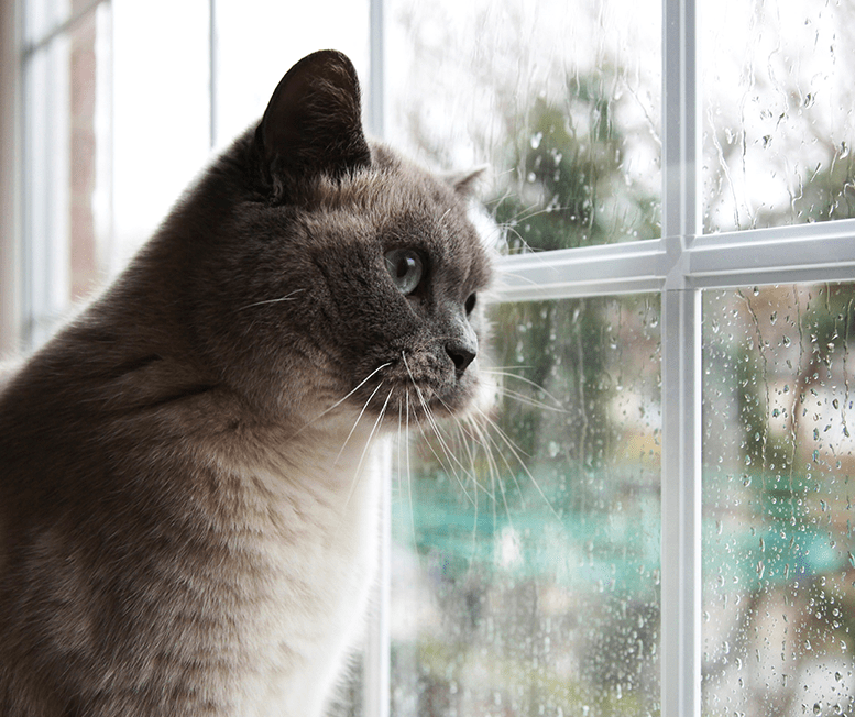 Keeping Cats Safe at Home