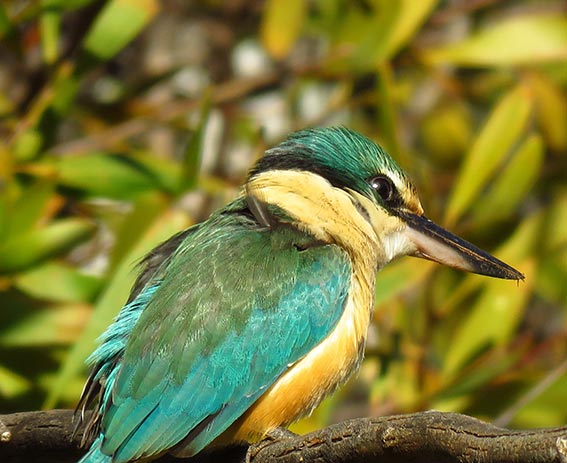 Birding-NSW-Autumn-Surveys