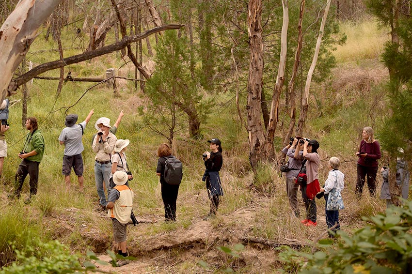 Birding NSW autumn 2021