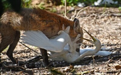 1080/Pindone and Ejector training