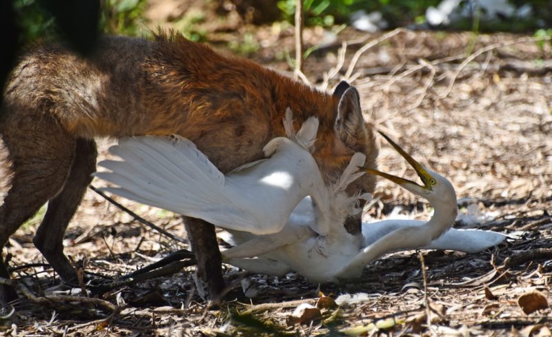 Fox-Bait-Training-Course Fox Bait Training Course
