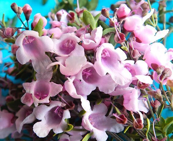 Native-Garden-Design-workshop-Grenfell-Weddin-Landcare