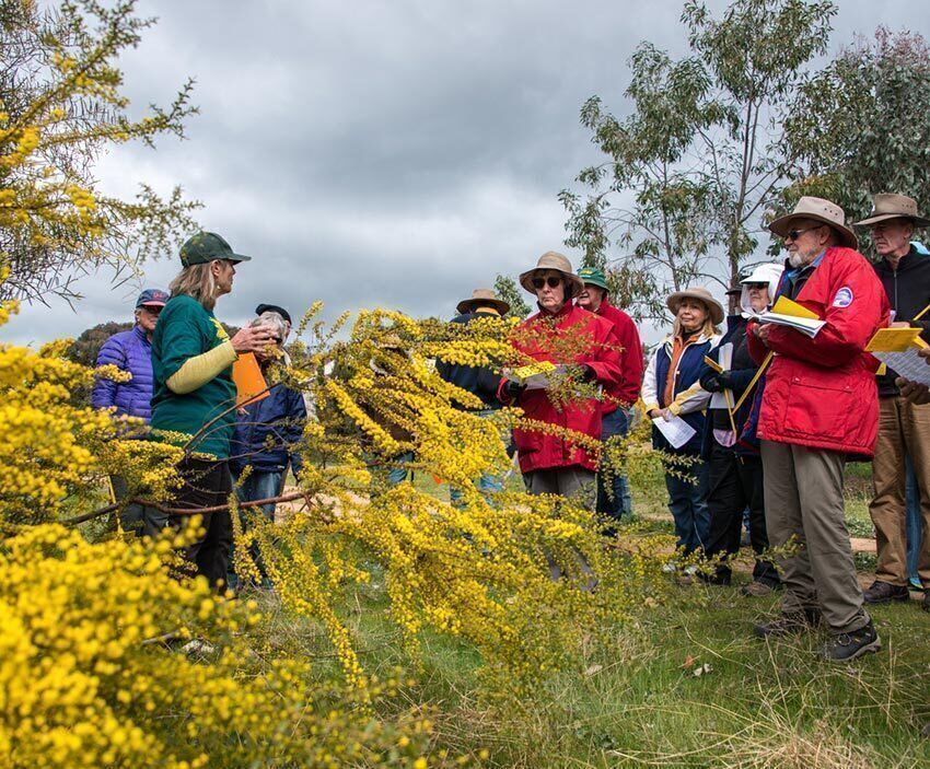 Wattle-Tree-Workshop Wattle Tree Workshop Landcare