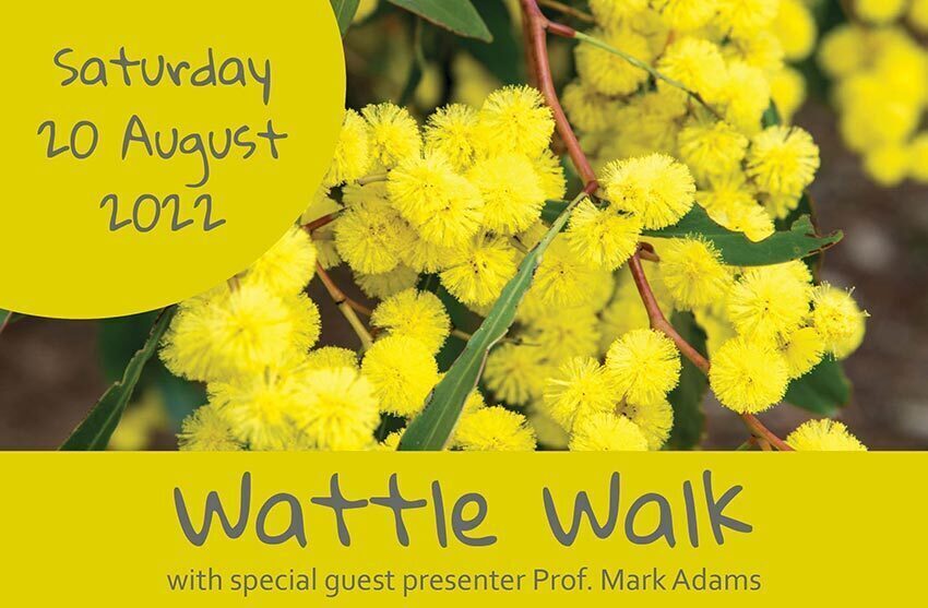 Wattle Day