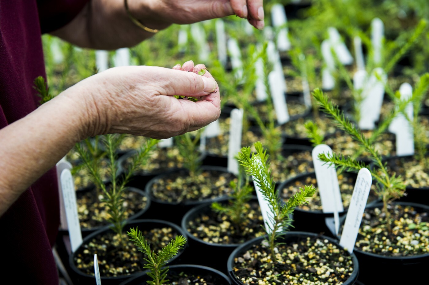 WCNN2016WebRes (34 of 37) Weddin Community Native Nursery Plants