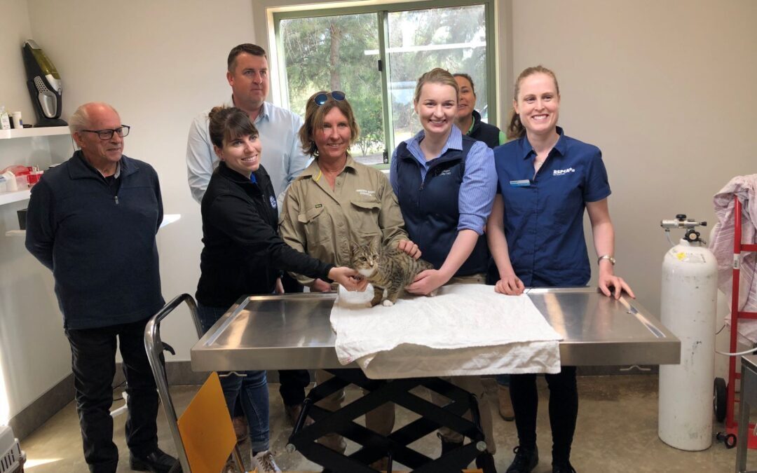 Milestone for Keeping Cats Safe at Home Project