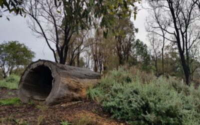 Weddin Landcare Newsletter