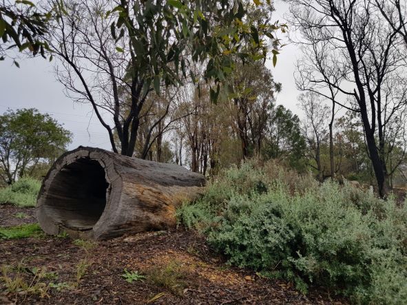 Weddin Landcare Newsletter