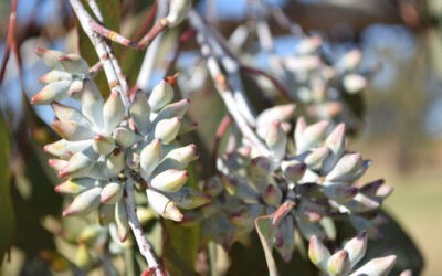 National Eucalypt Day 2023