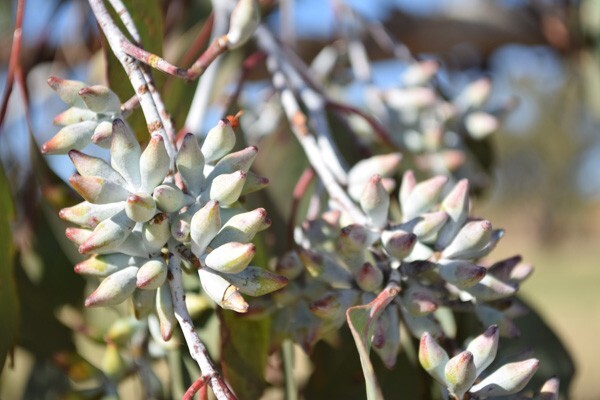 National Eucalypt Day 2023