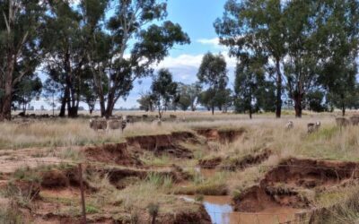 Ooma Creek Tributary Riparian Restoration Project