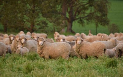 Low Stress Stock Handling Course