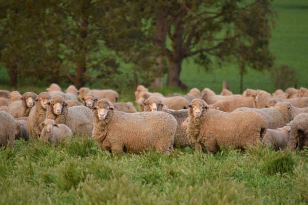 Weddin Grazing Group June Meetup