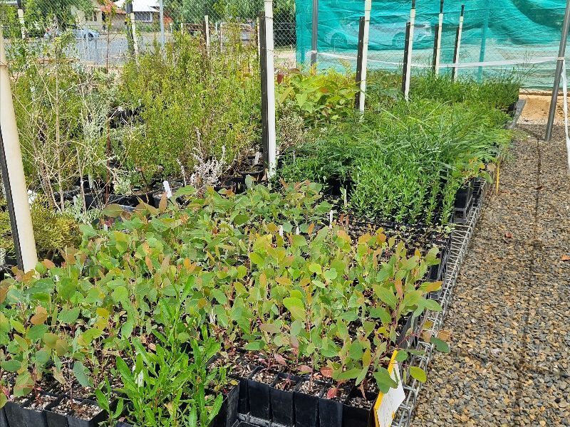 Trees for Ooma Creek Native tube stock from Weddin Community Native Nursery