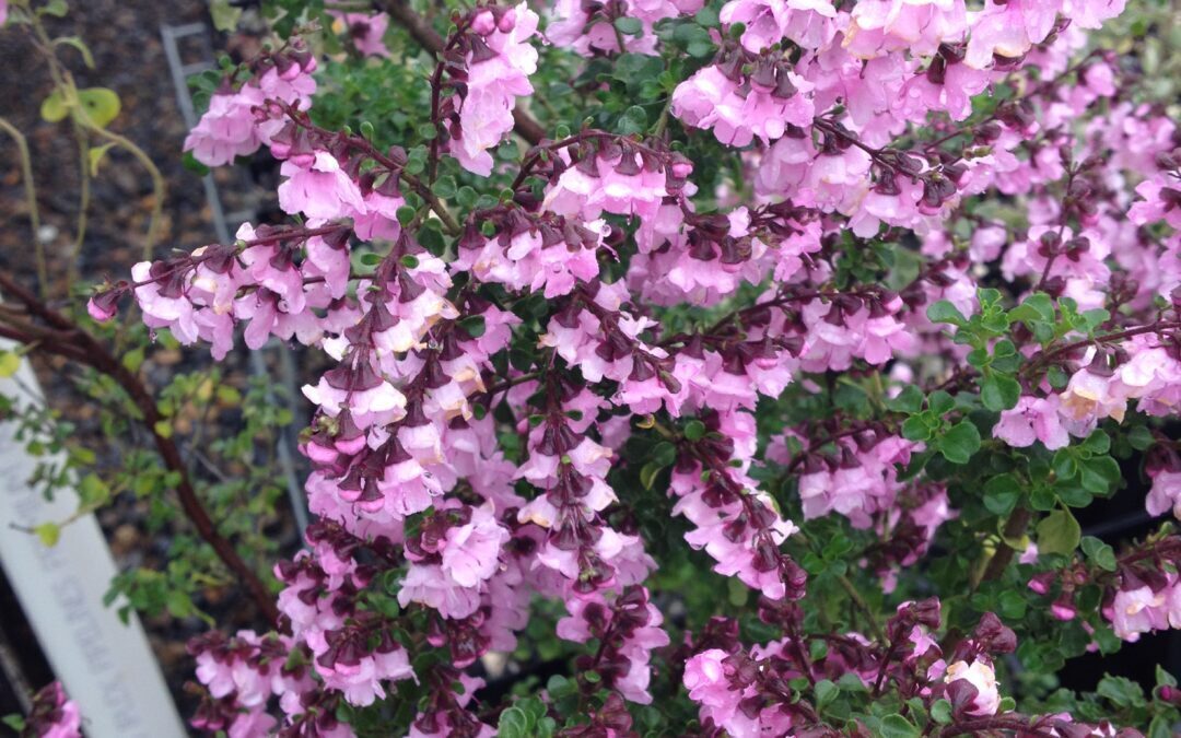 Brundah Mint Bush Fencing Project