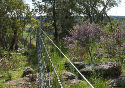 Brundah Mint Bush flourishing behind the goat proof fence