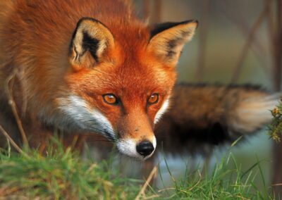 Red fox