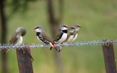 Weddin Landcare AGM, General Meeting and Planning Day
