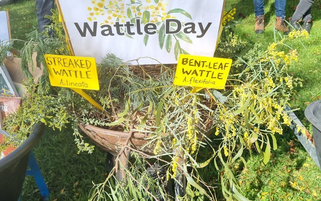 Wattle Day Walk
