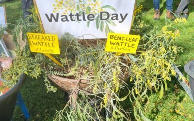 Wattle Day Walk