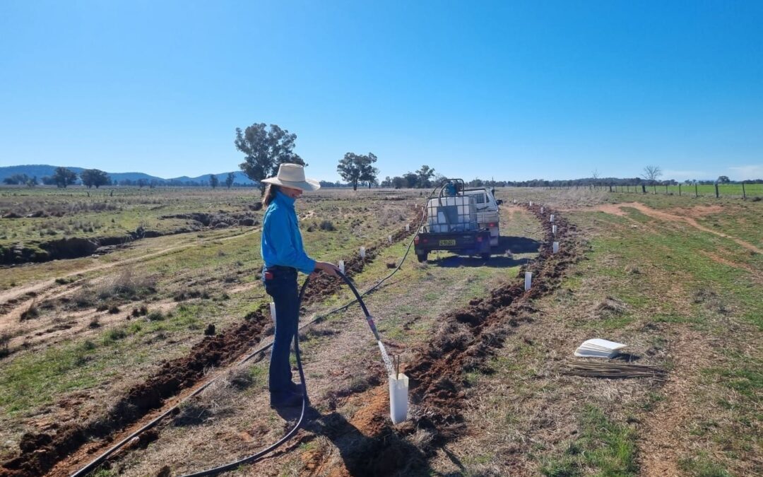 Volunteer to Plant Trees