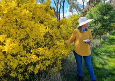 Mikla with an Acacia cardiophylla in full bloom