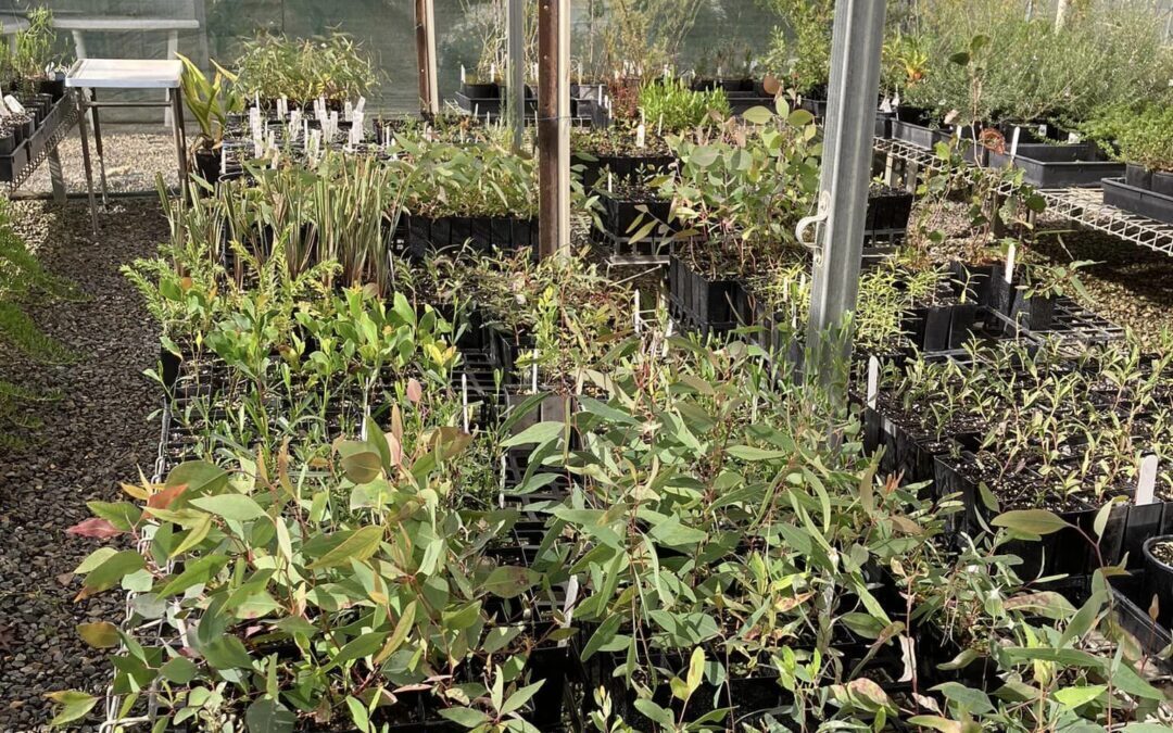 Small Environmental Grants 2024