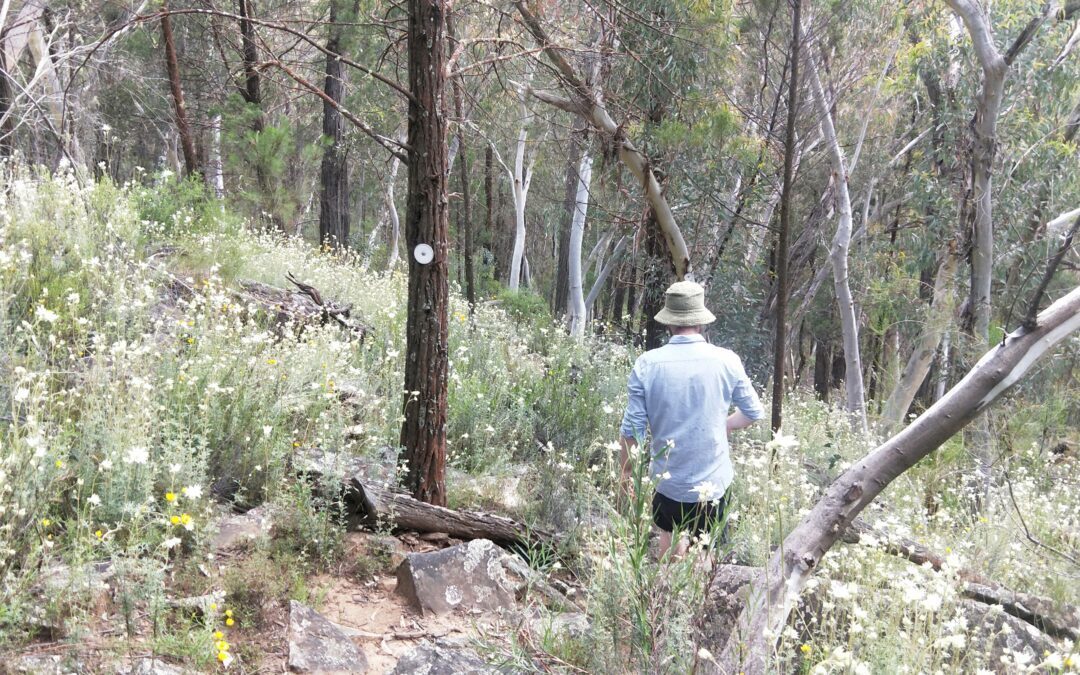 Wildflower Walk and Waterbird Breeding Spectacular
