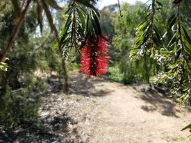 A bottlebrush in flower at Grenfell Endemic Garden