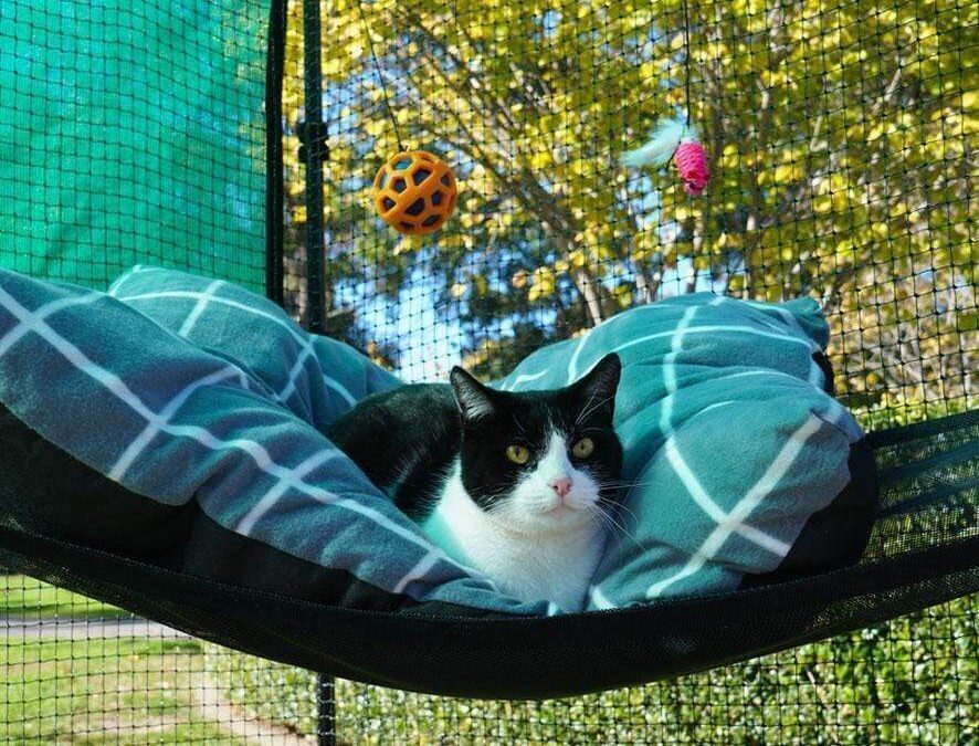 Premium portable outlet cat enclosure