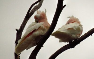 General Meeting May 2024