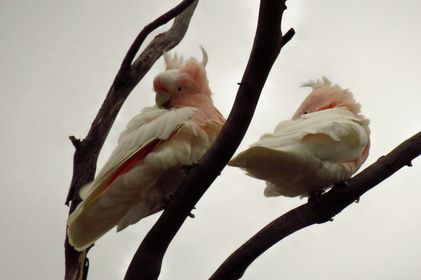 General Meeting May 2024