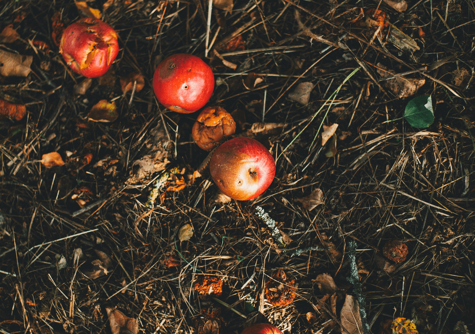 Reduce Household Waste Workshop