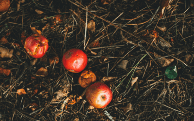 Reduce Household Waste Workshop