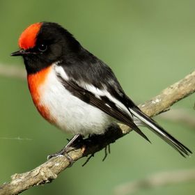 A little Red-capped Robin sitting on a branch