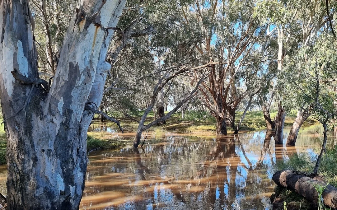 Mitigating Natural Hazard Risks and Riparian Restoration