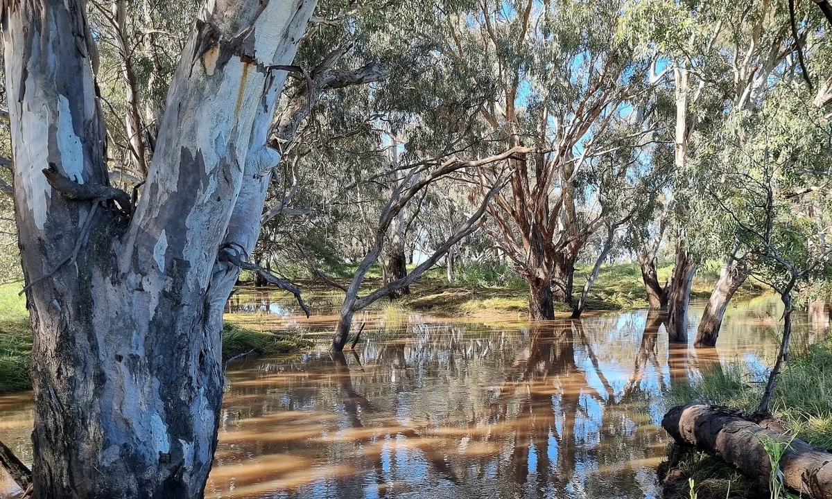 River Red Gum in flood waters