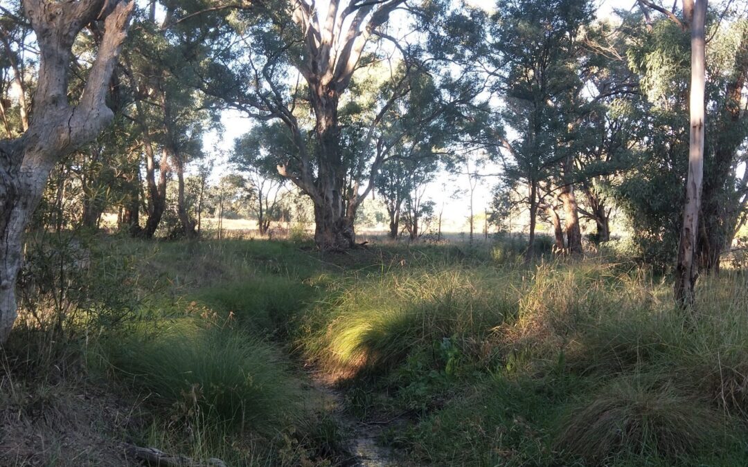 Vaughn’s Dam Reserve Working Bee