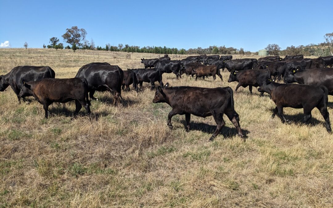 Weddin Grazing Group June 2024