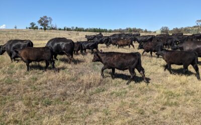 Weddin Grazing Group June 2024