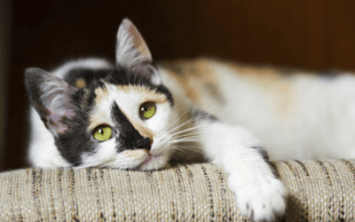 Free desexing program reaches 300 cats in Weddin