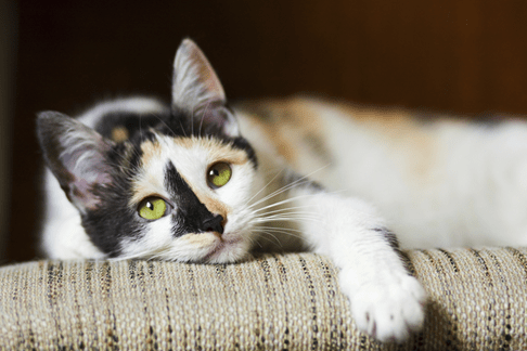 Free desexing program reaches 300 cats in Weddin