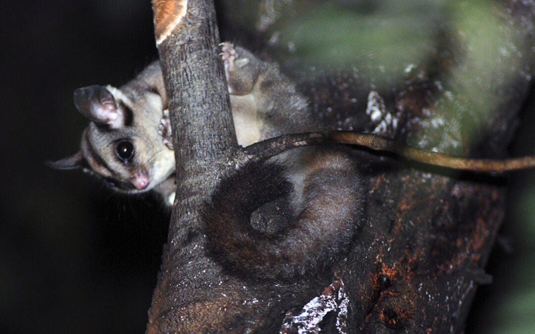 Creatures Of The Night