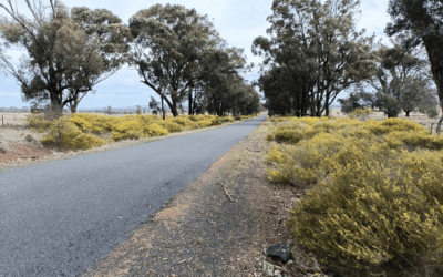 Weddin Landcare is celebrating Wattle Day 2024