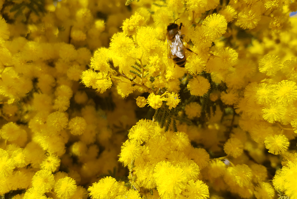 Wonderful Wattles Exhibition