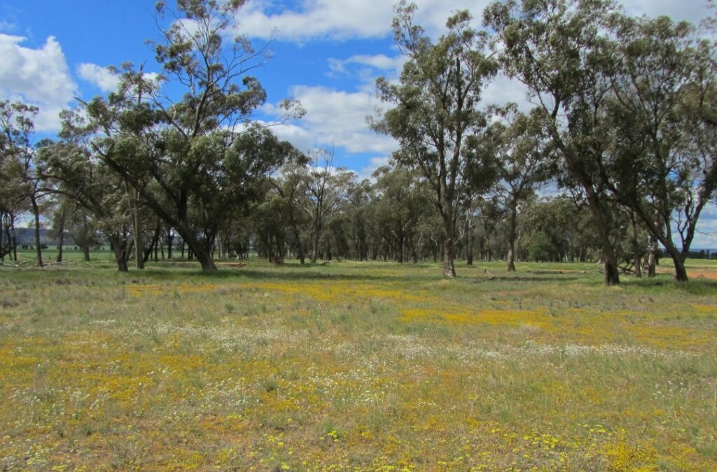 Wicked Wildflower Walk