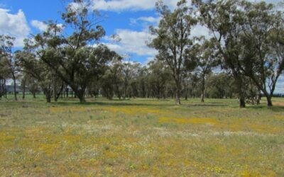 Wicked Wildflower Walk
