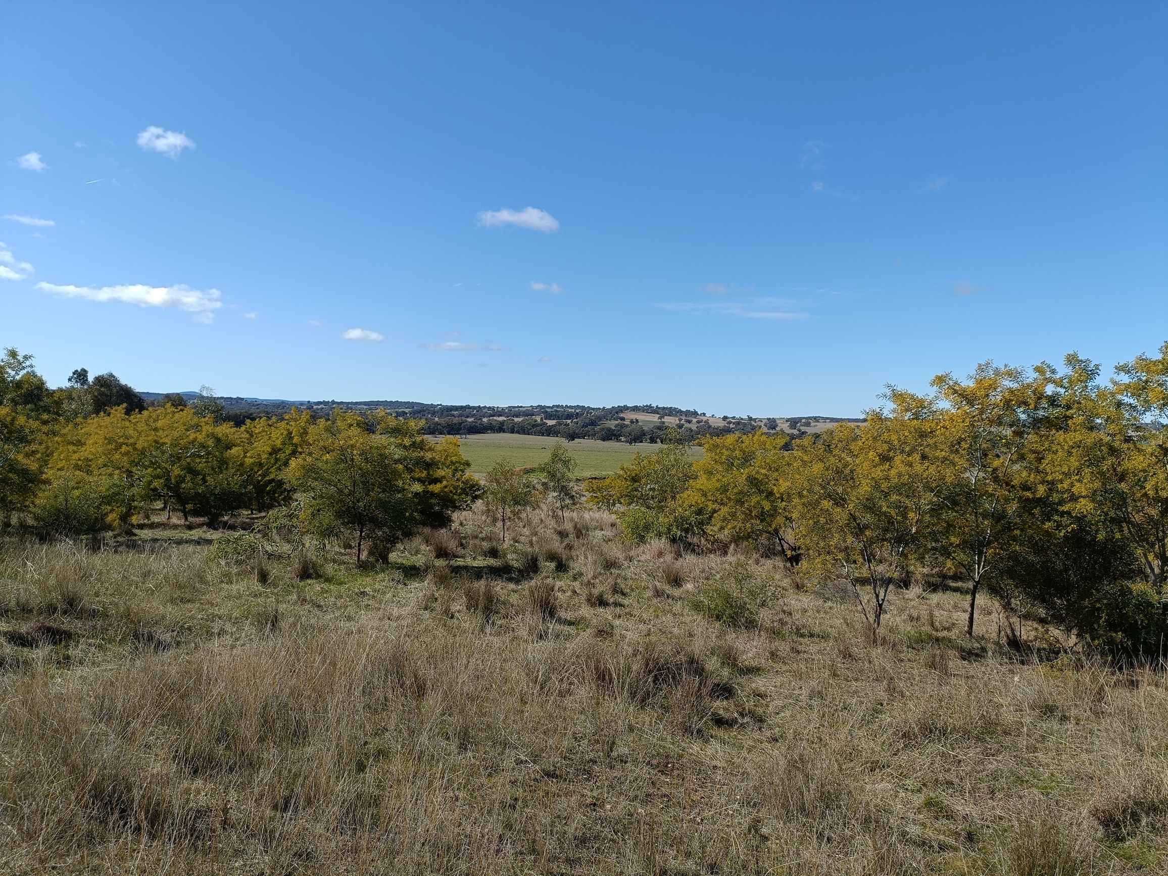 Mikla with an Acacia cardiophylla in full bloom