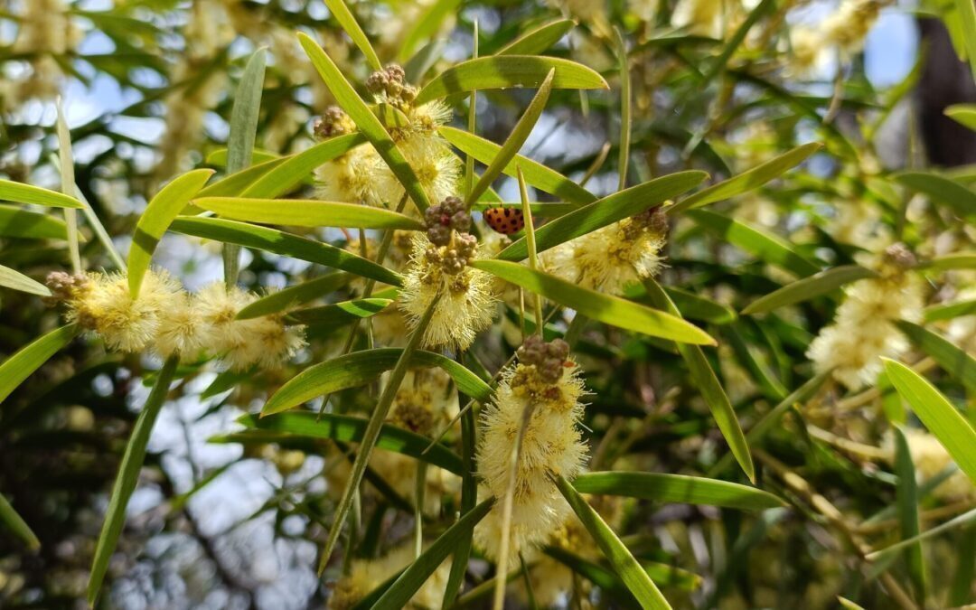 Wonderful Wattles Exhibition Artist Call Out