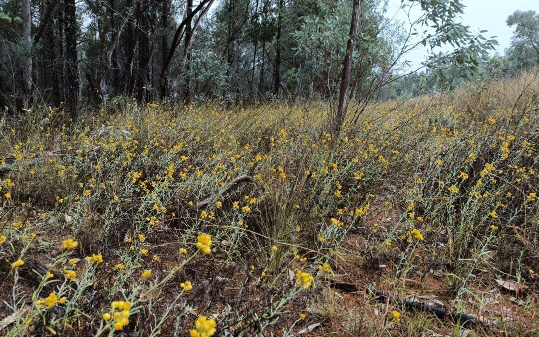 Nature Writing Workshop
